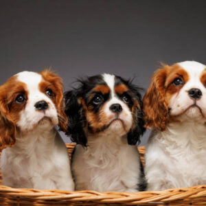 Cavalier King Charles Spaniel Puppy