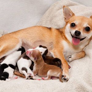 Chihuahua Puppy
