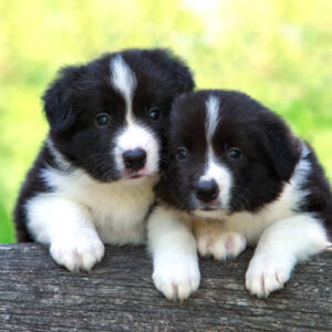 Border Collie Puppy