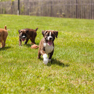 Boxer Puppy